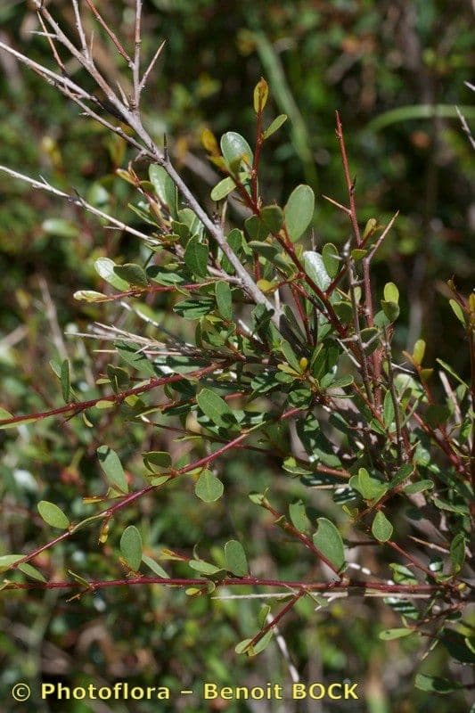Flueggea tinctoria 23