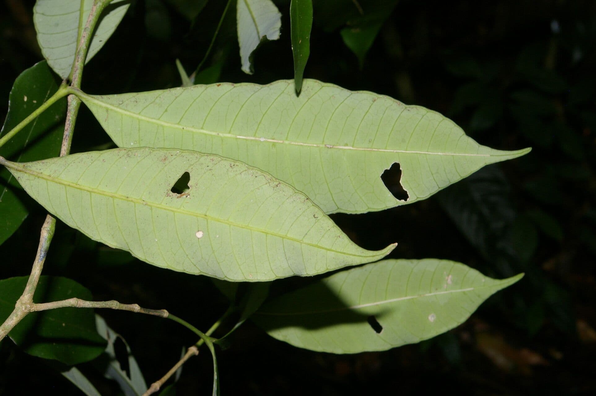 Tabernaemontana 6