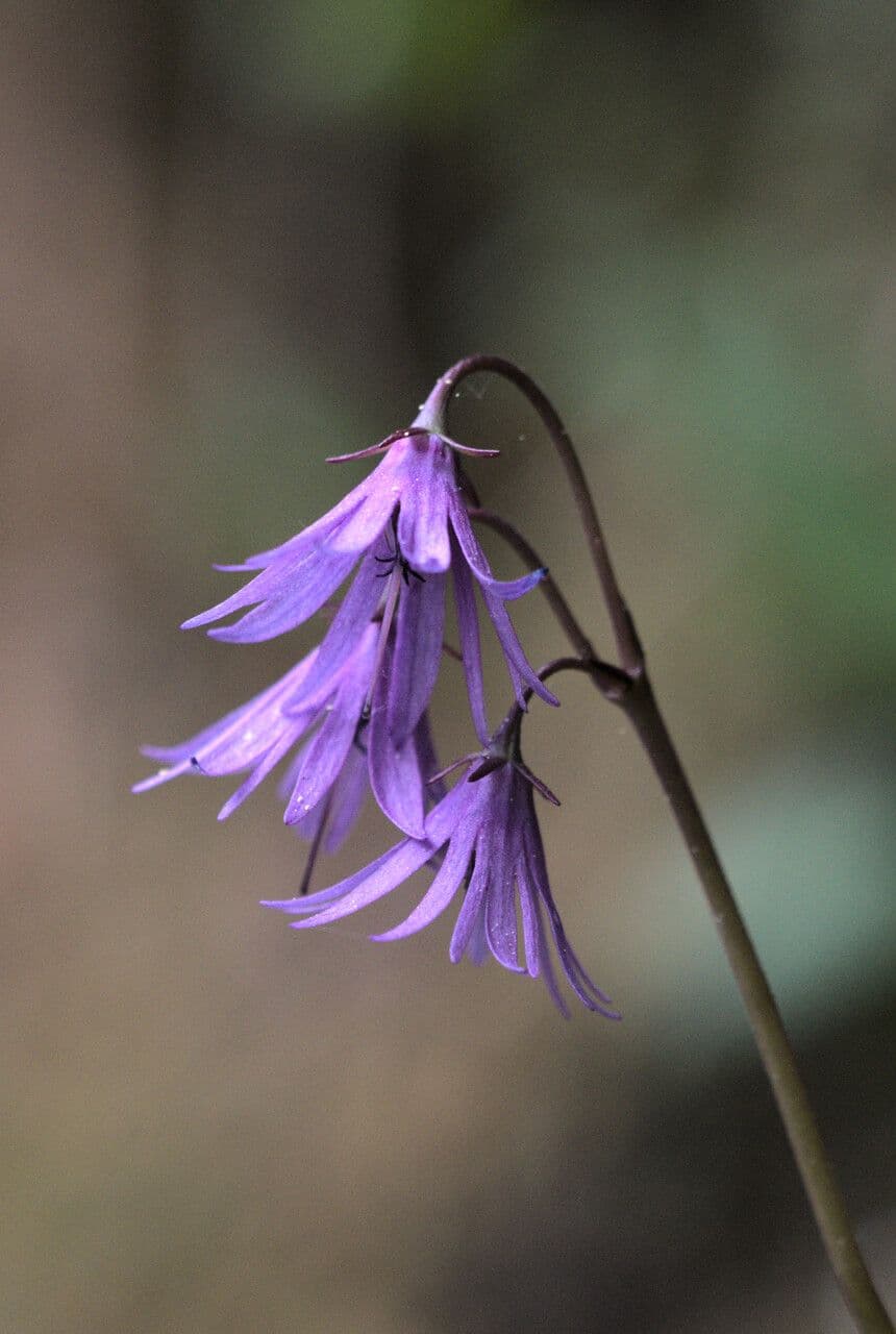 Soldanella 3