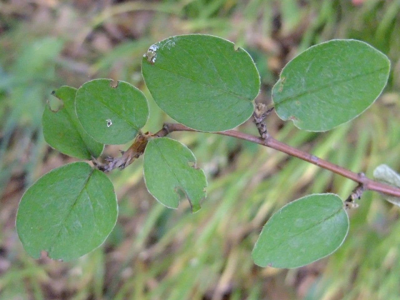 Cotoneaster zabelii 16