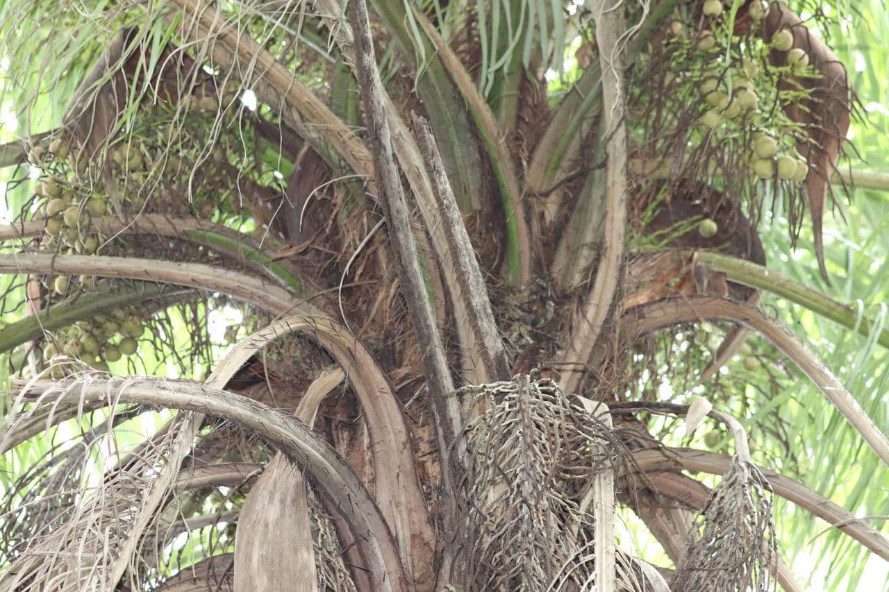 Palma da cocco gialla 9