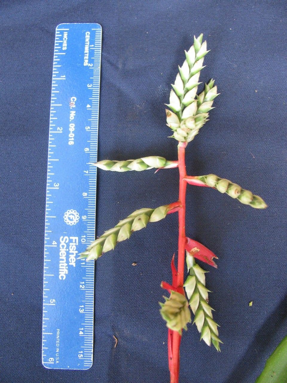 Aechmea 16