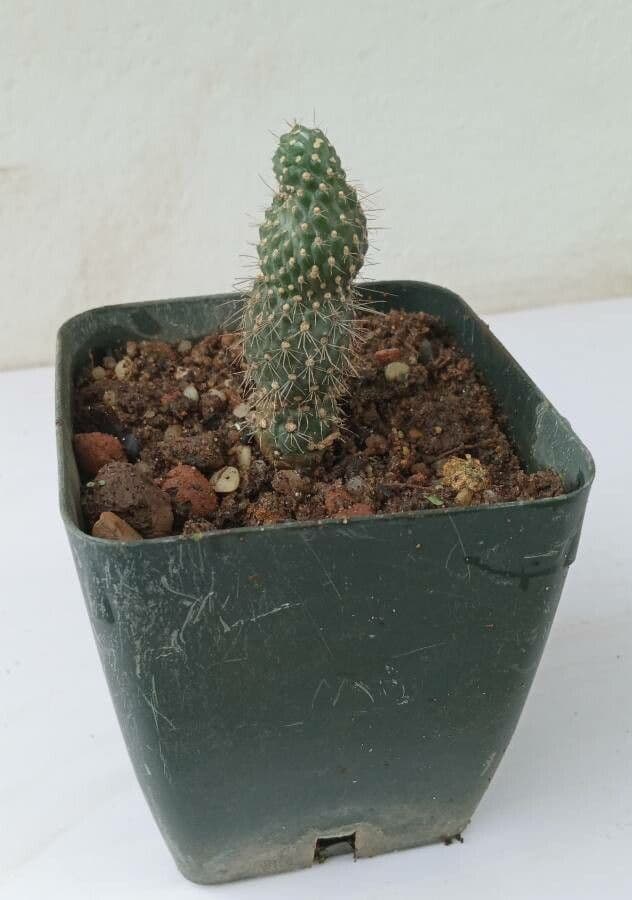 Feuer-Cholla 22
