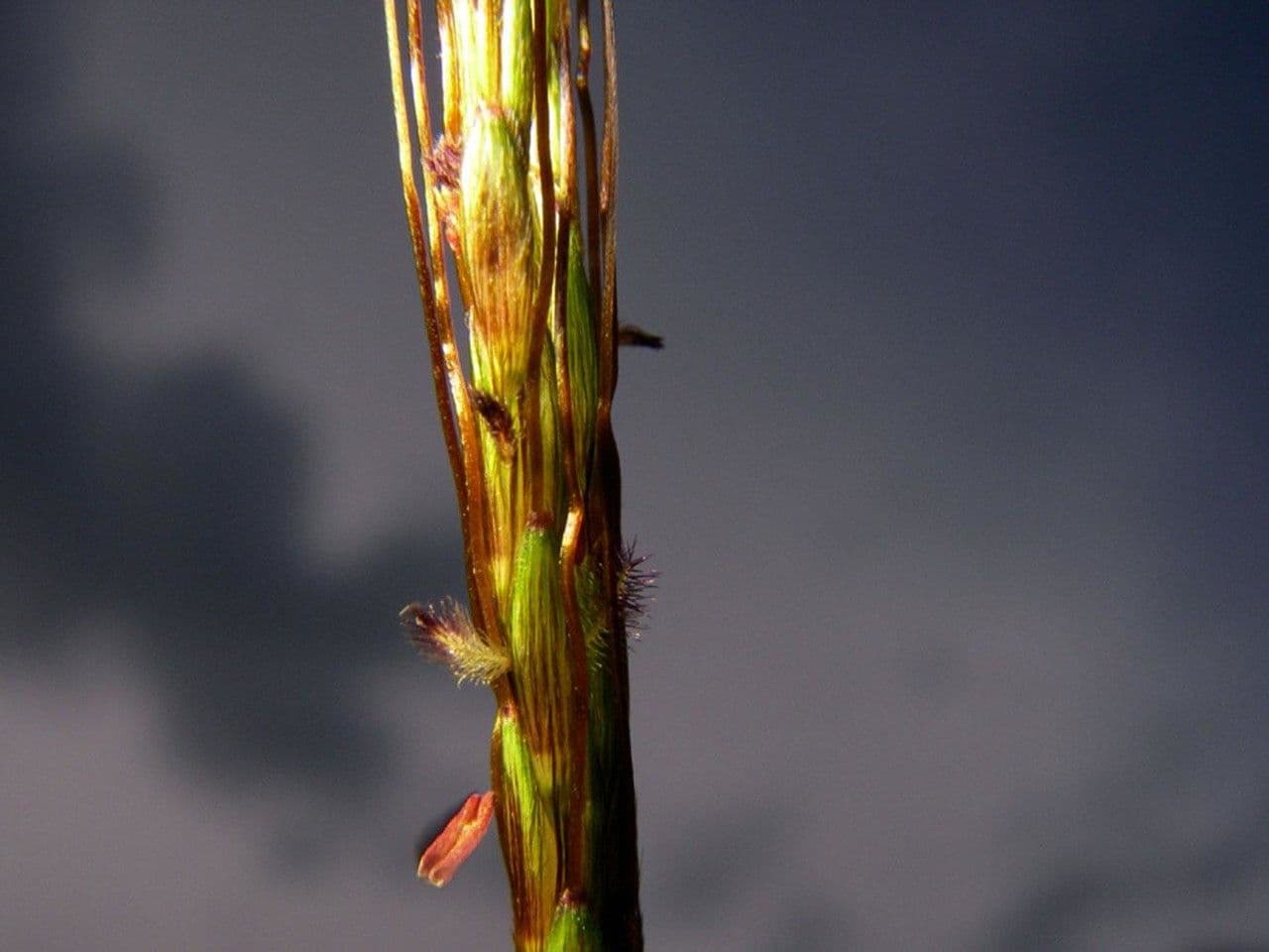 Hyparrhenia rufa 4