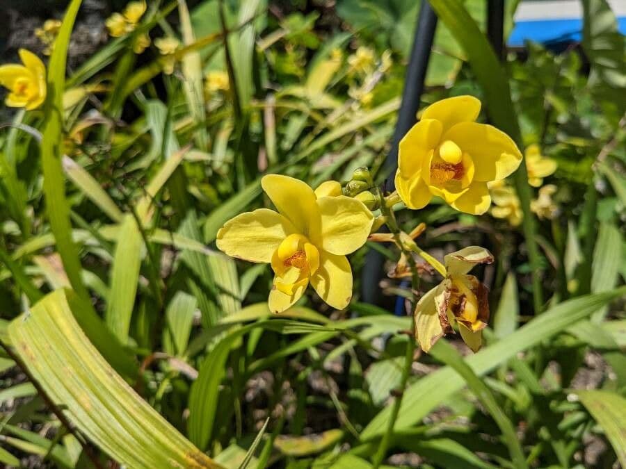 Spathoglottis kimballiana