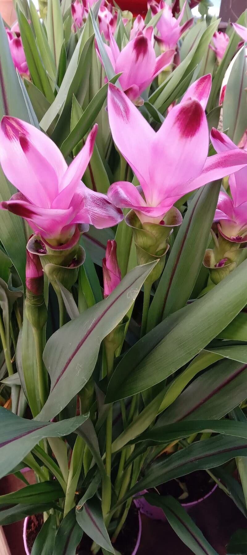 Siam-Tulpe 9