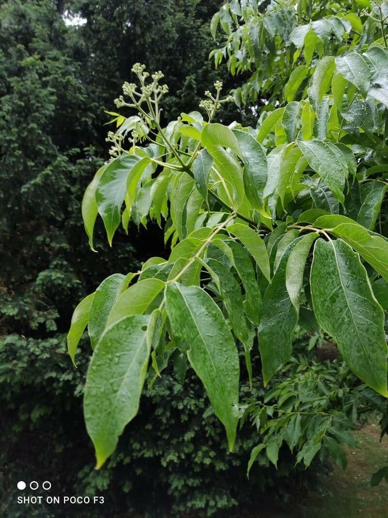 Phellodendron amurense 7