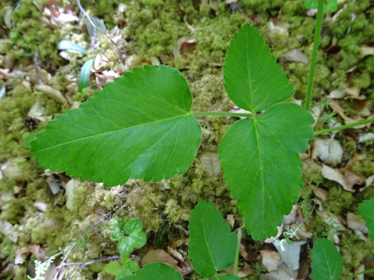 Broadleaf sermountain 17