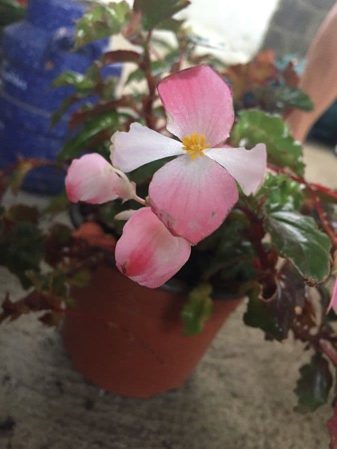 Begonia 8