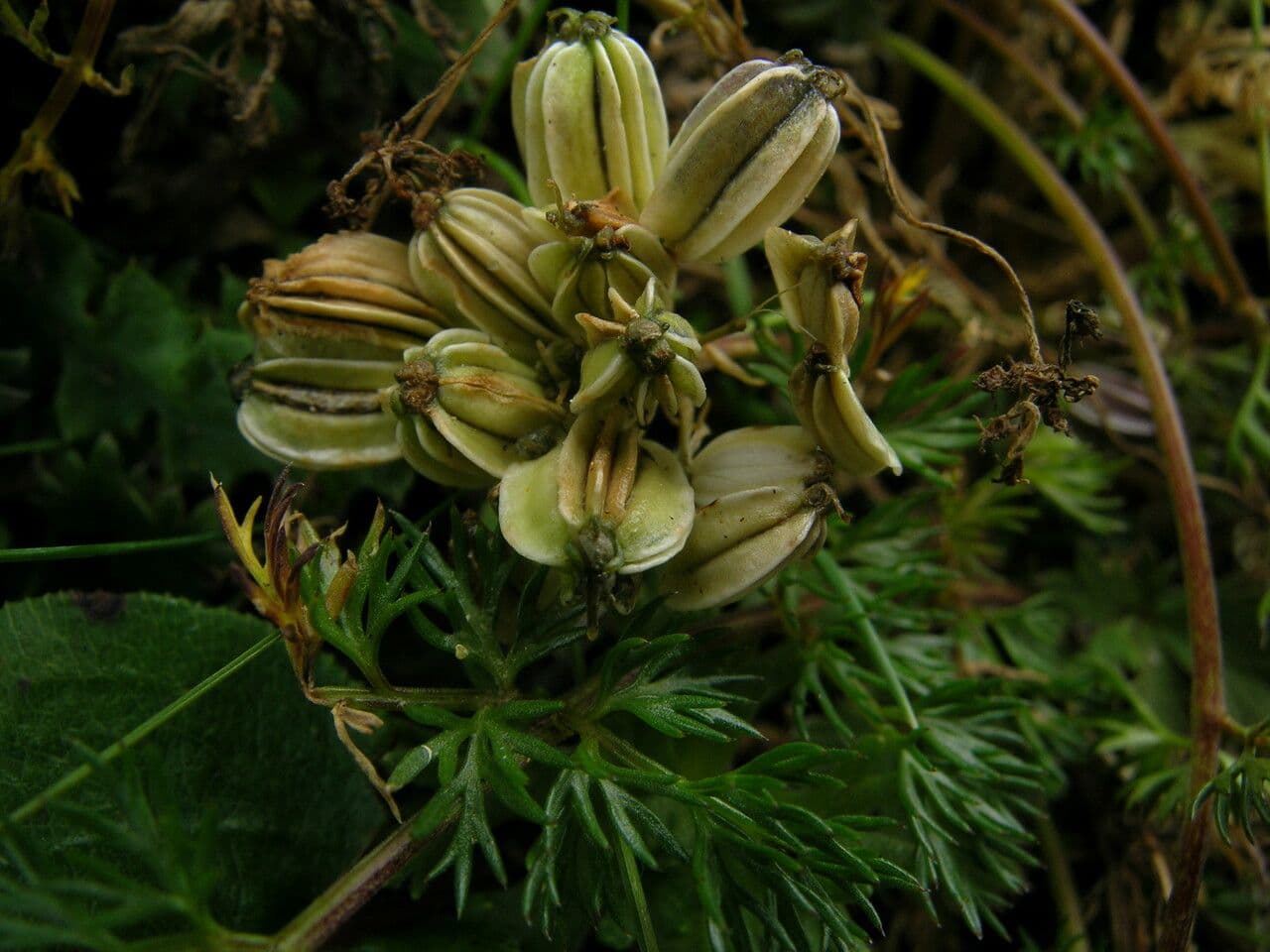 Cortia 6
