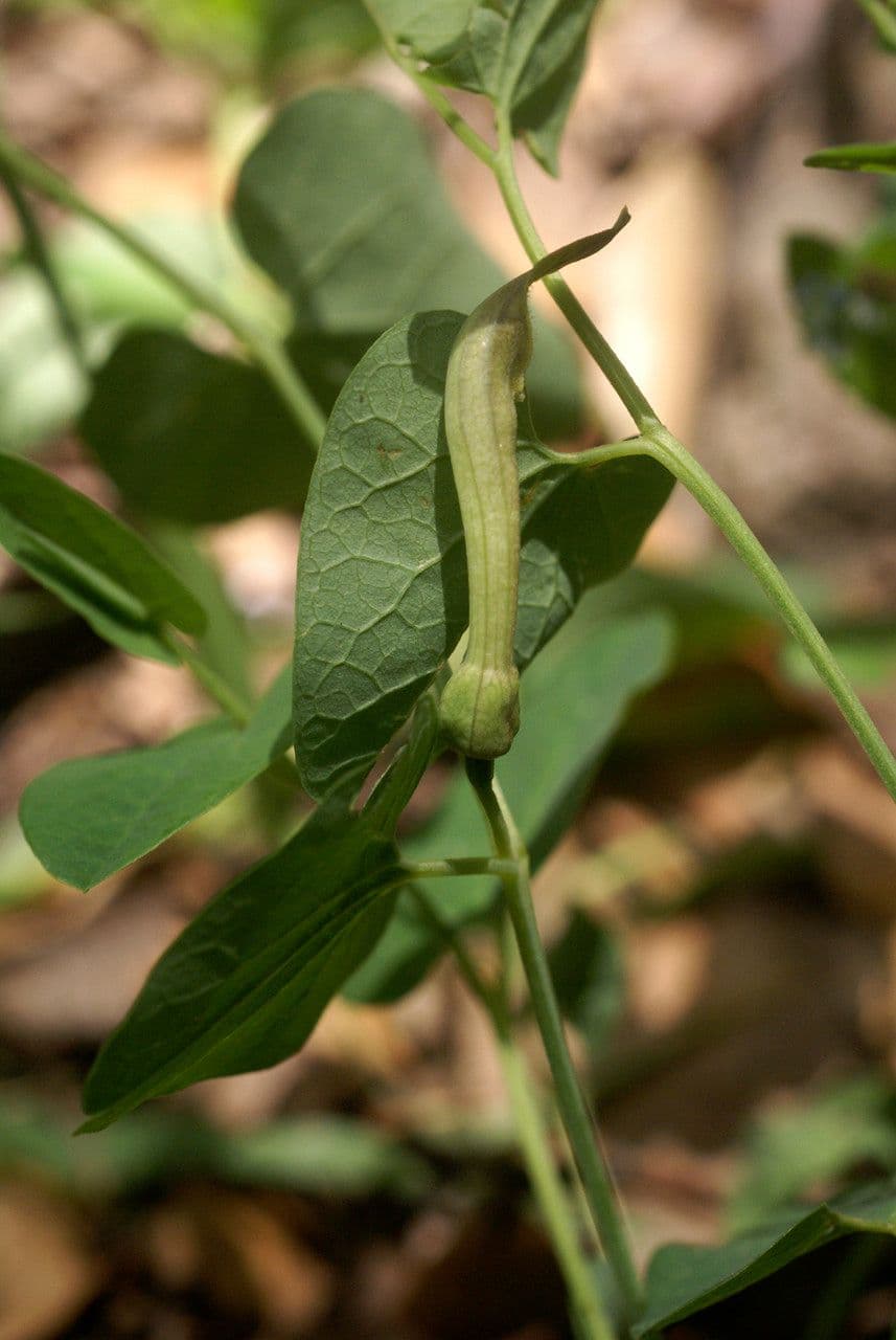 Rostlina 24