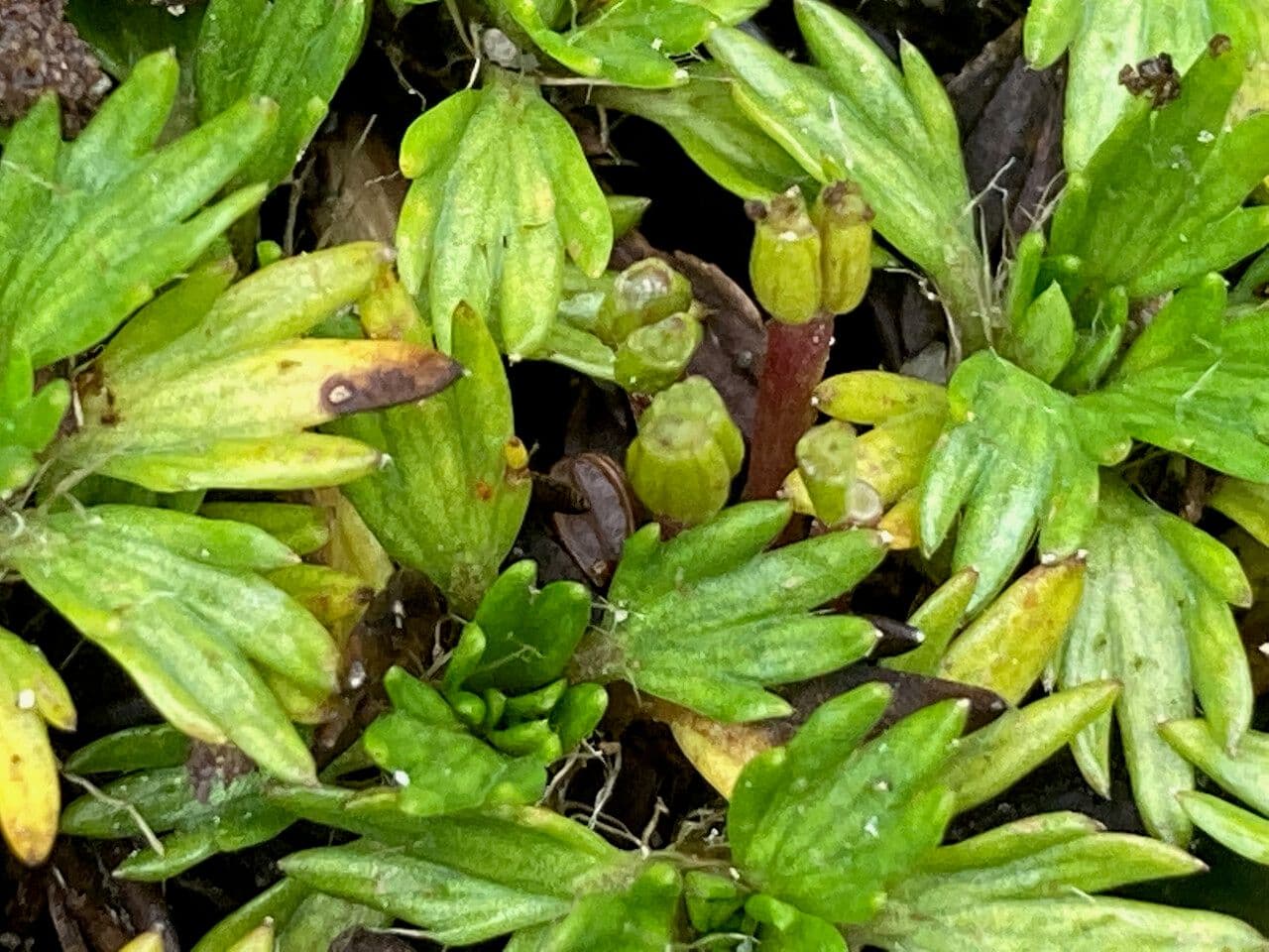 Azorella 2