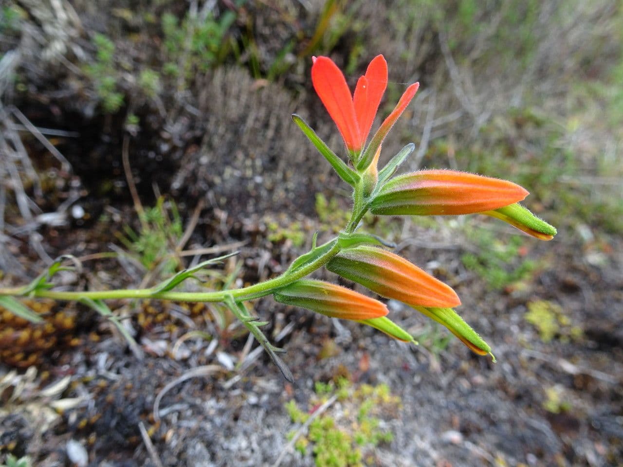 Castilleja 6
