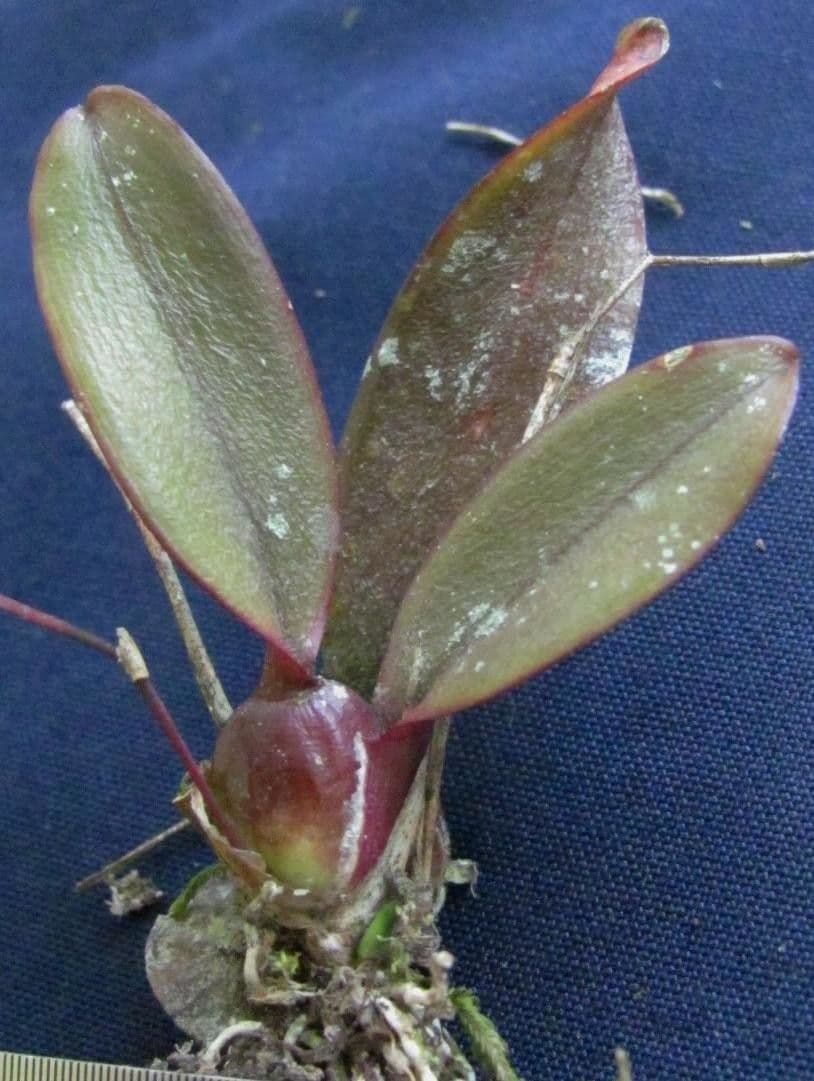 Orquídea caracol 2