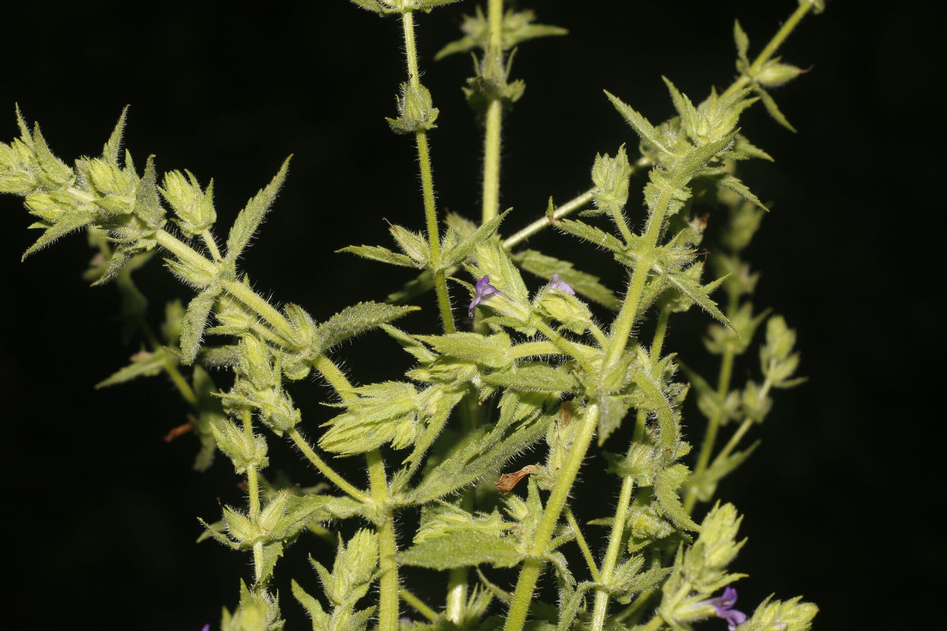 Stemodia durantifolia 11