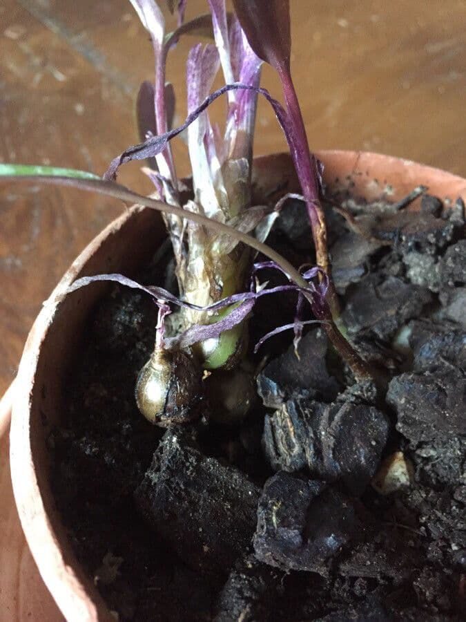 Ledebouria 26