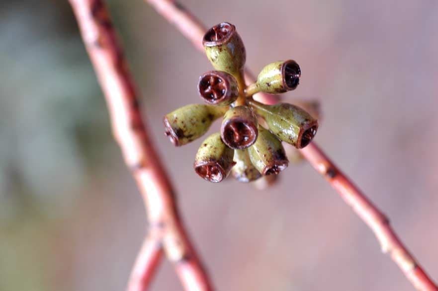 Robust-Eukalyptus 7