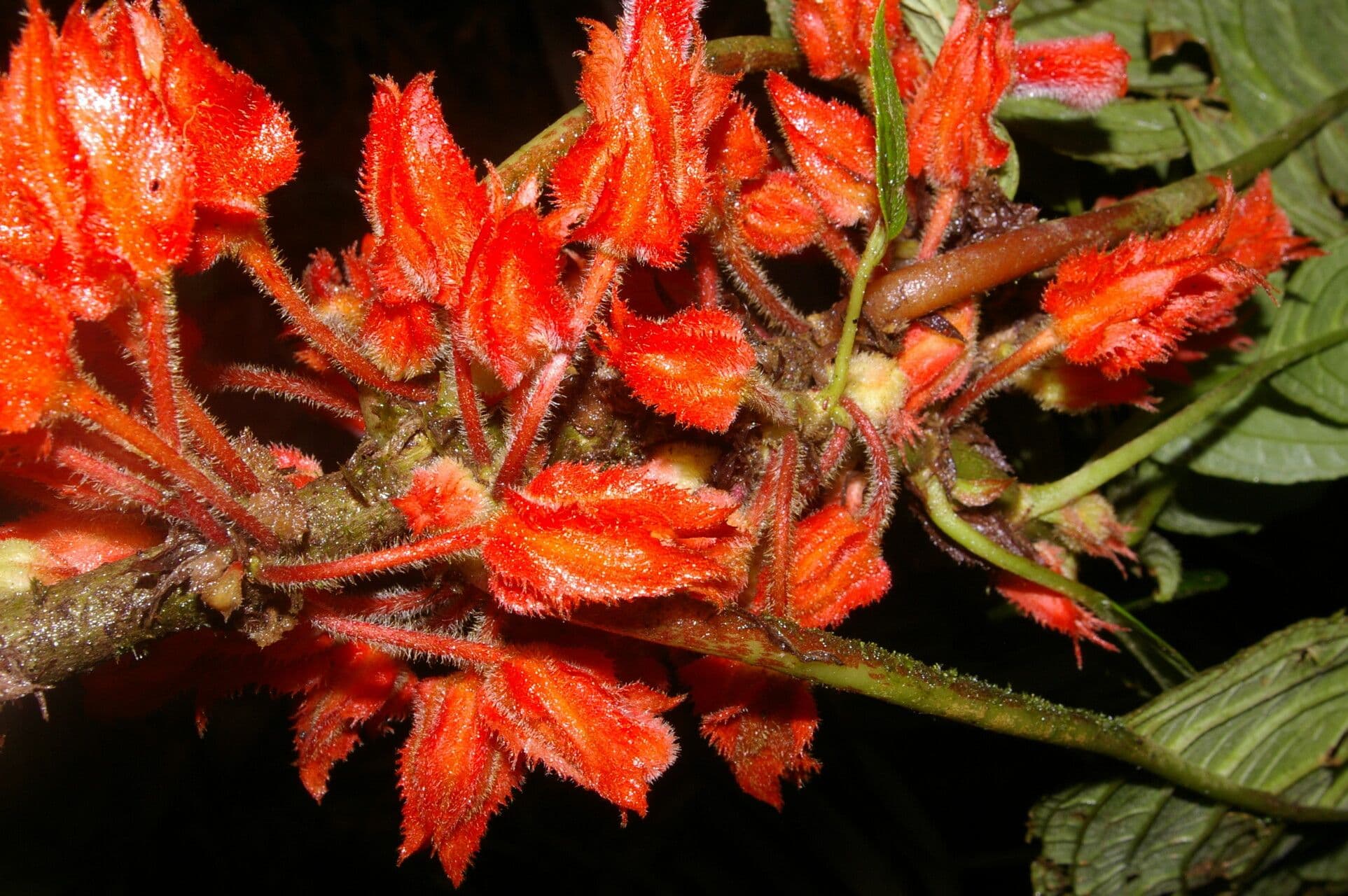 Glossoloma 3