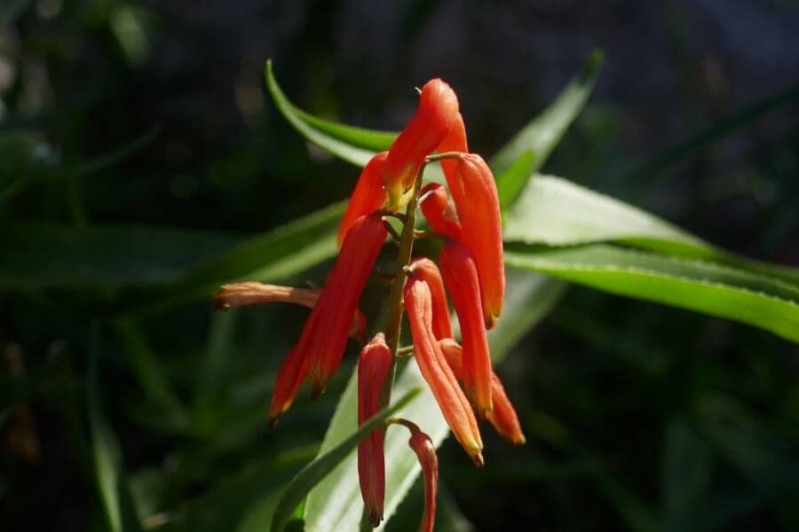 Lobelia lassiflora
