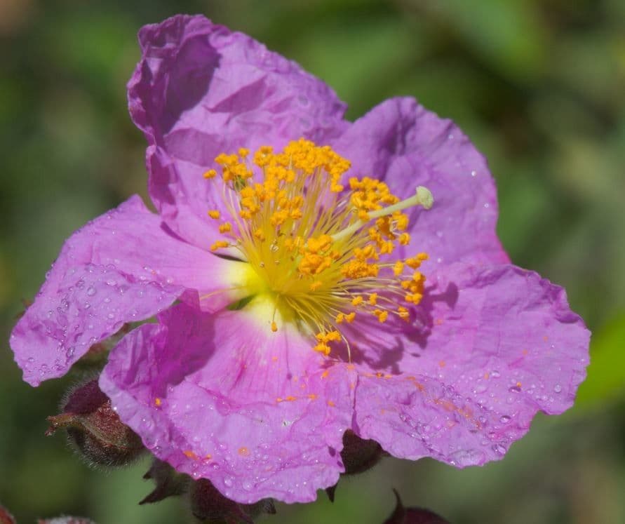 Cistus 10