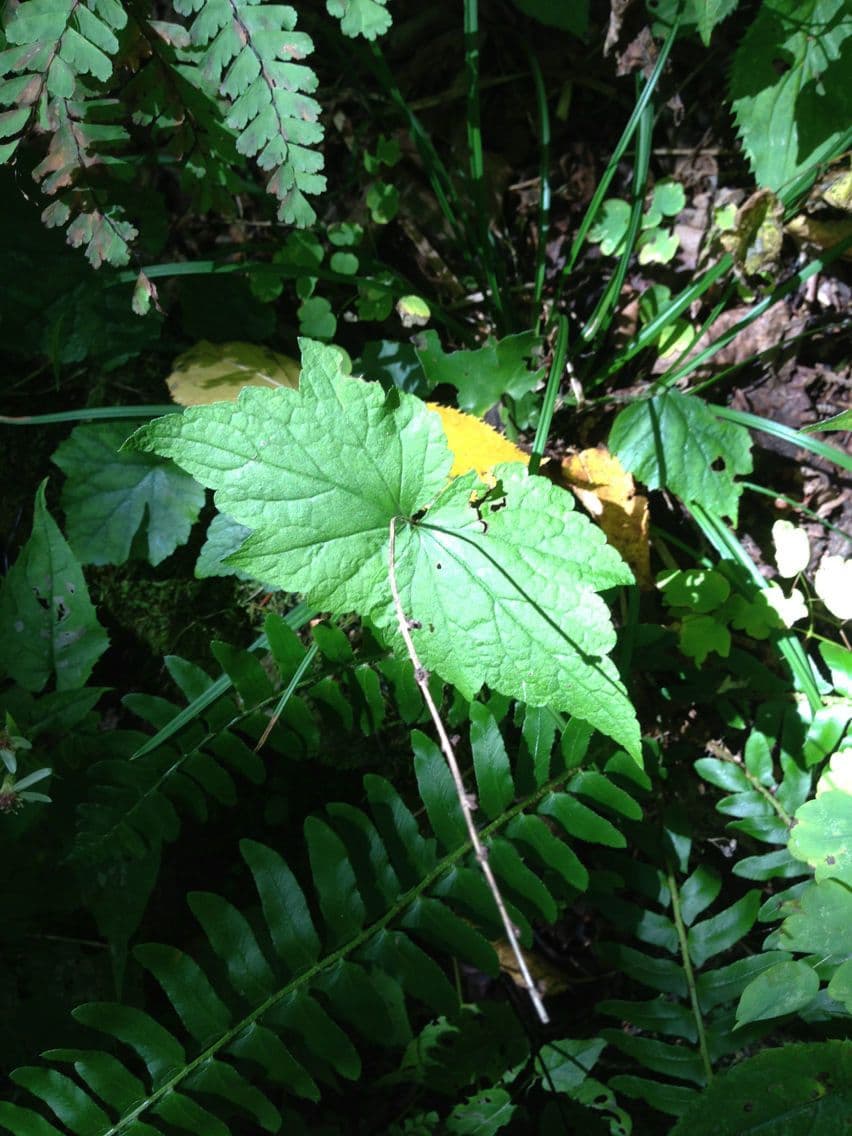 Mitella diphylla 17