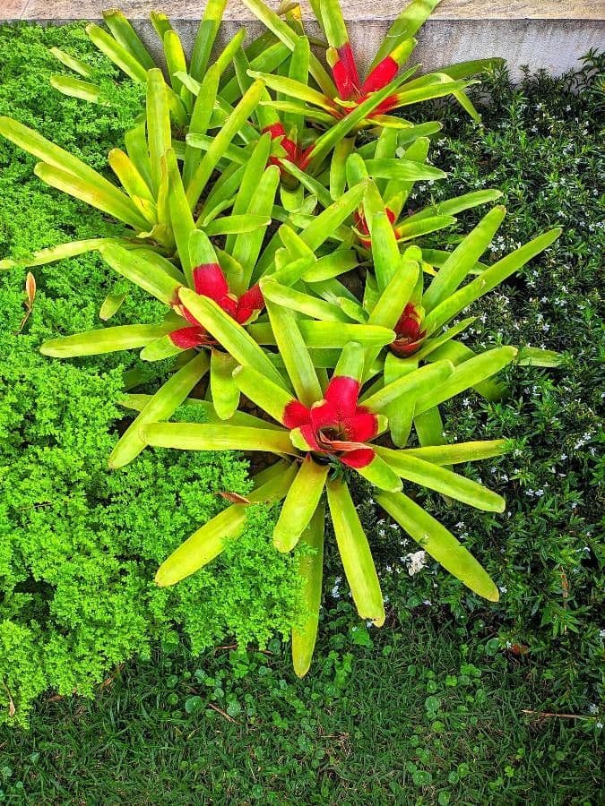 Bromelia arrossata 18