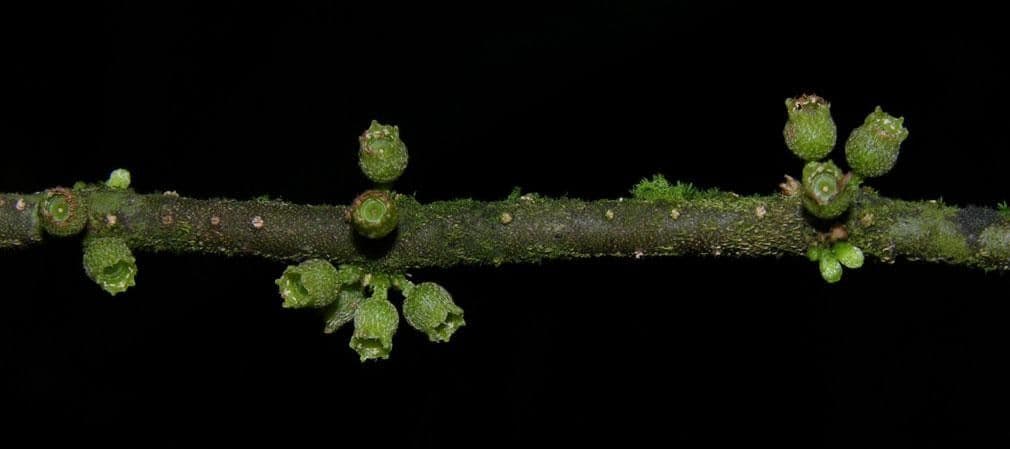 Henriettea tuberculosa 8