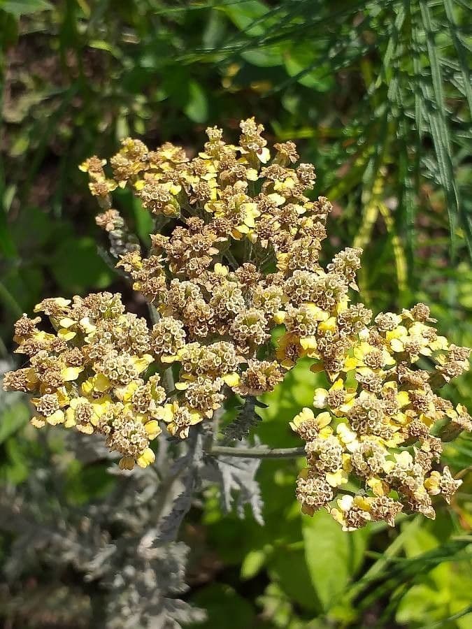 Achillea scutellata