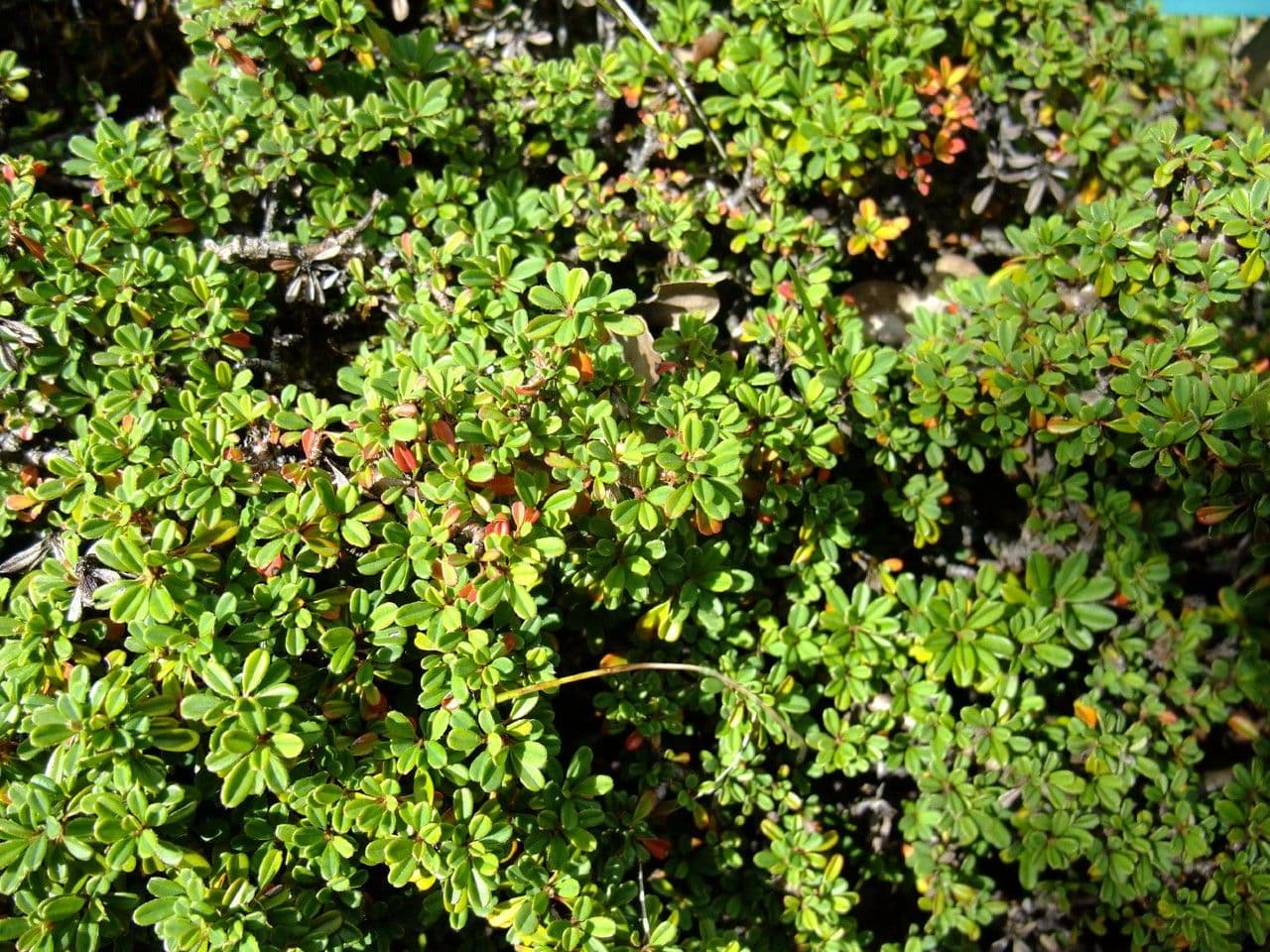 Cotoneaster 4