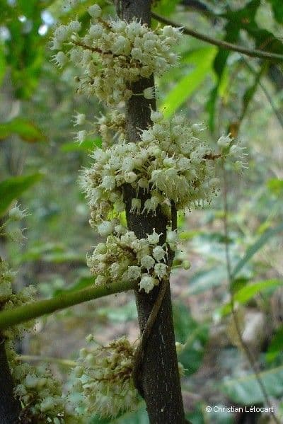 Lepidocupania 8