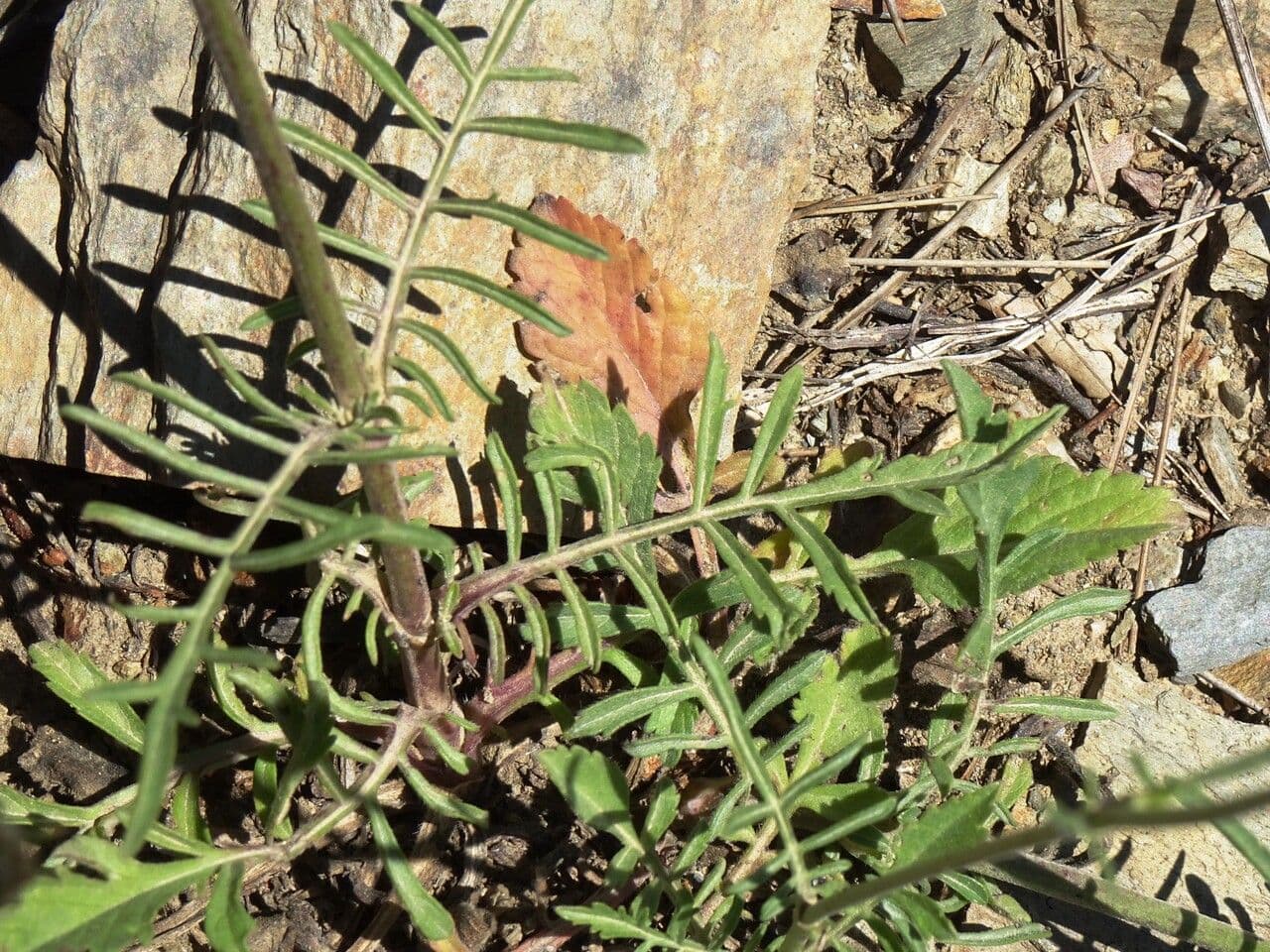 Vedovina cinerea 18