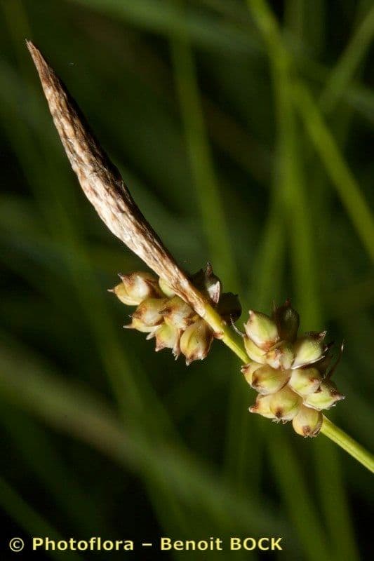 Sedge 2