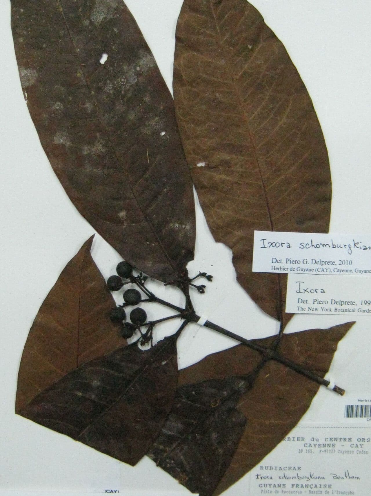 Ixora 2