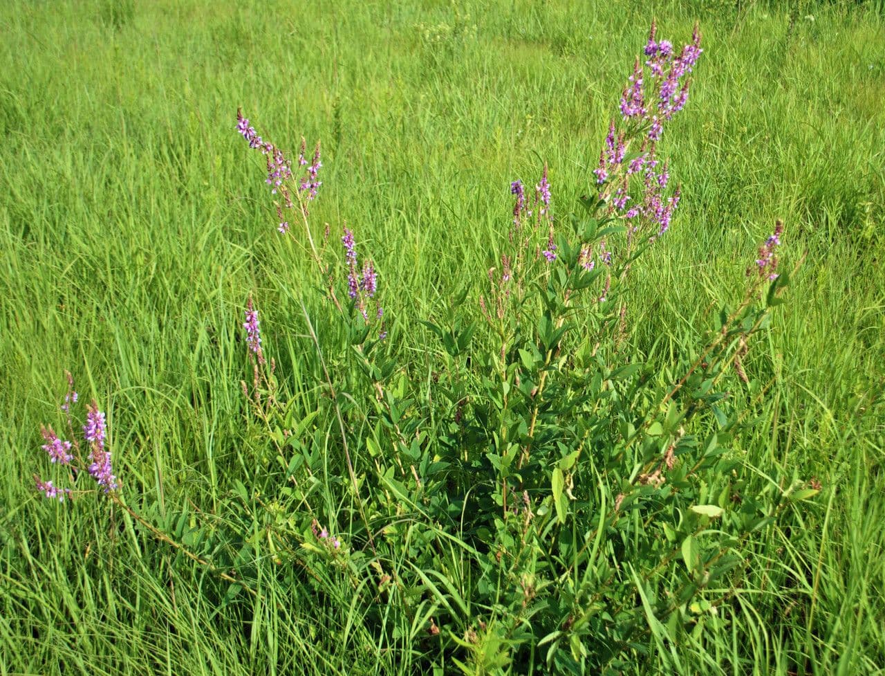 Desmodium canadese 12