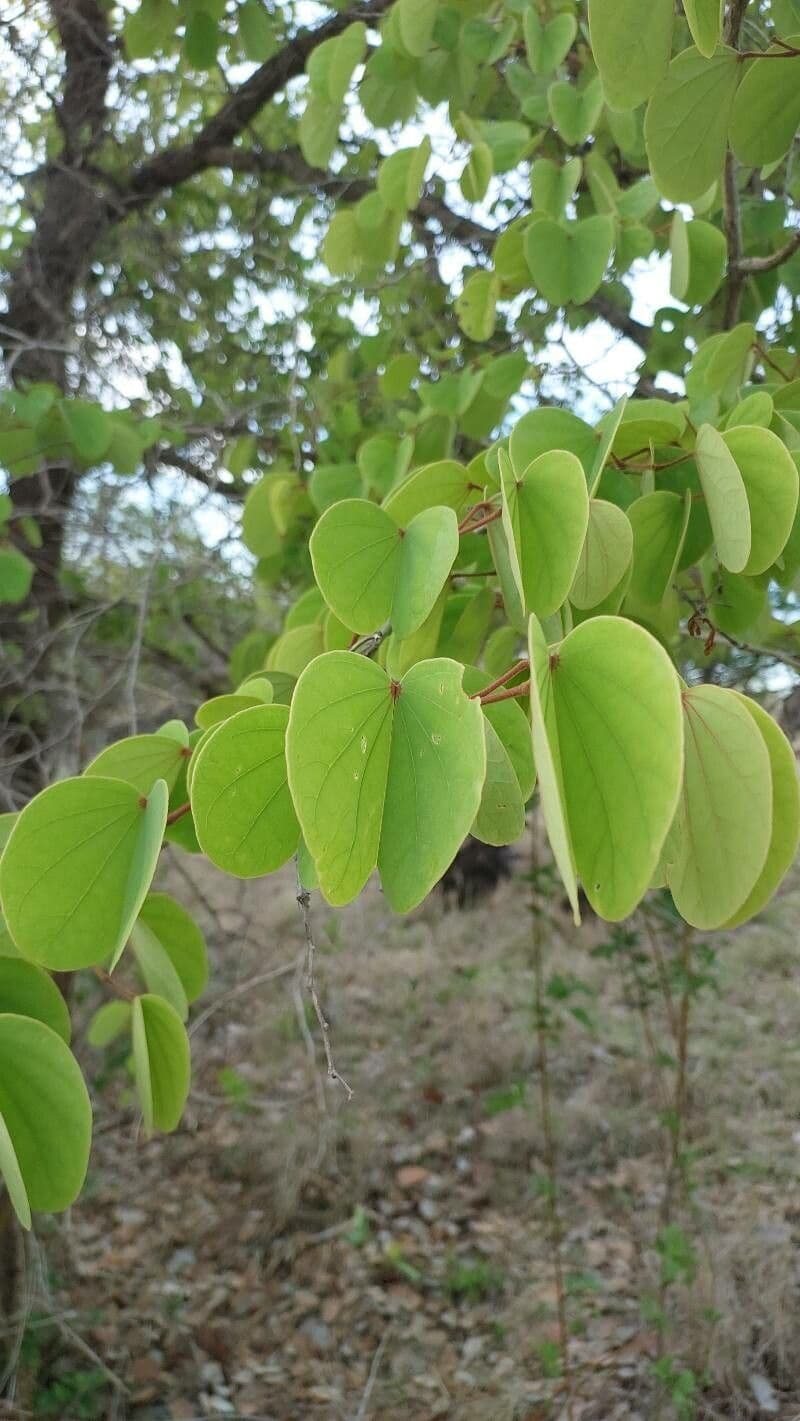 Malabarbauhinie 6
