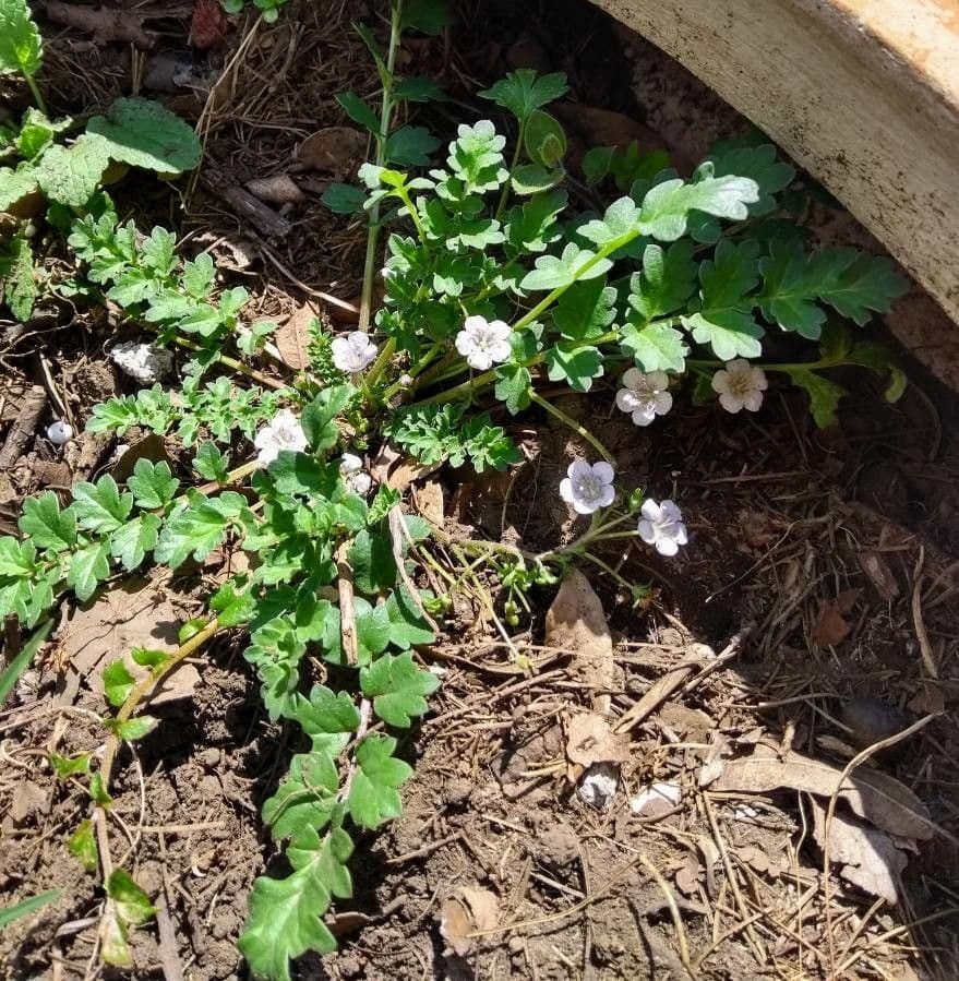 Phacelia bipinnatifida 2