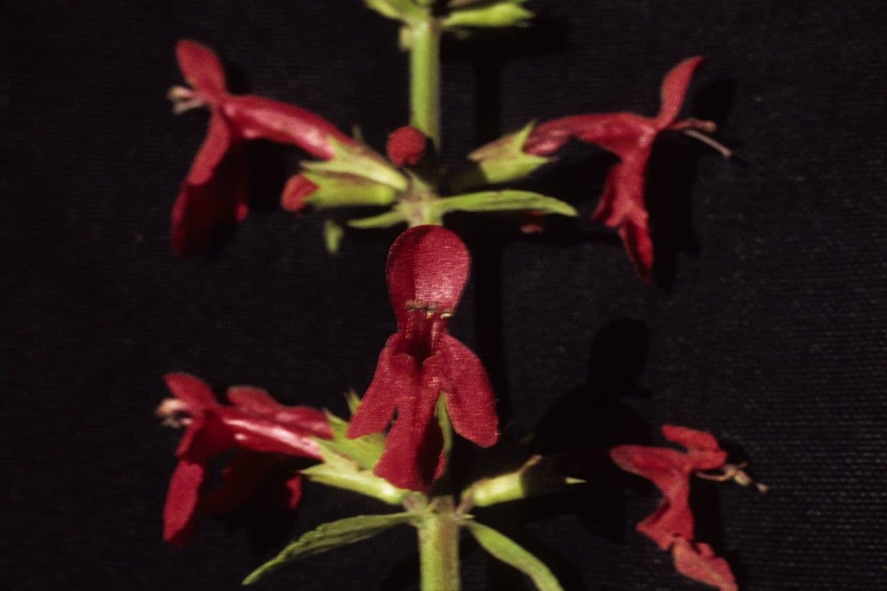 Stachys coccinea 4