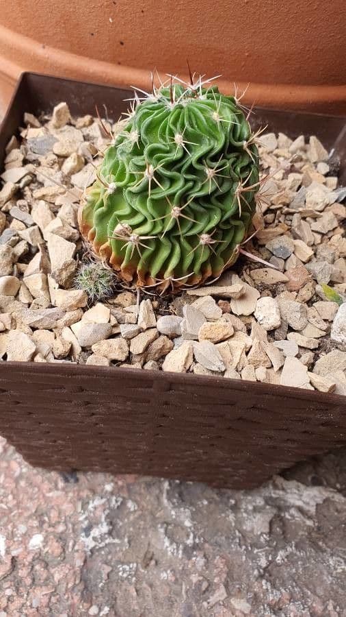 Cactus cervello 17