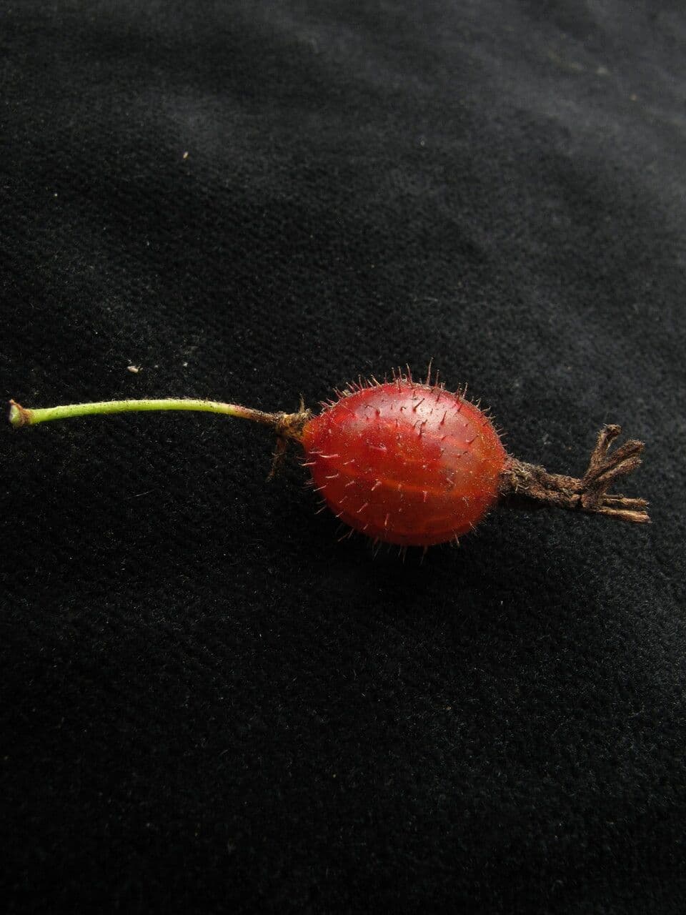 Ribes 3