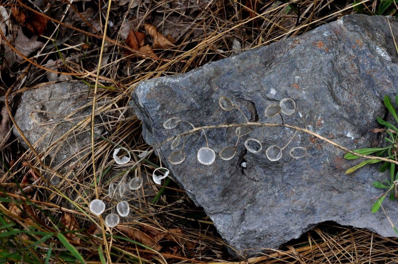 Alyssoides utriculata 26