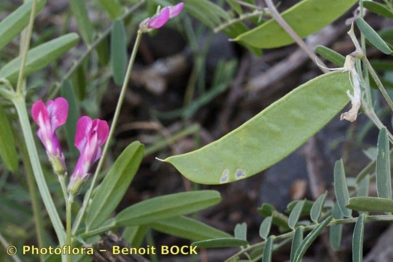 Vesce à une fleur 12