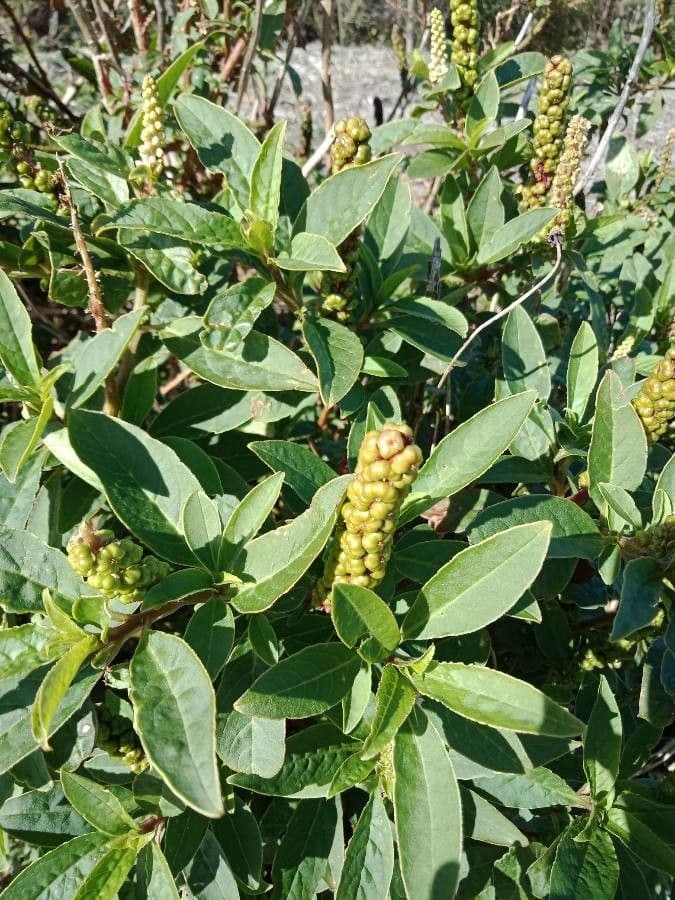 Phytolacca octandra