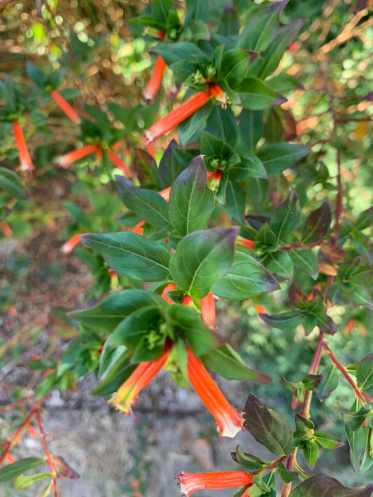 Cuphea llavea 15