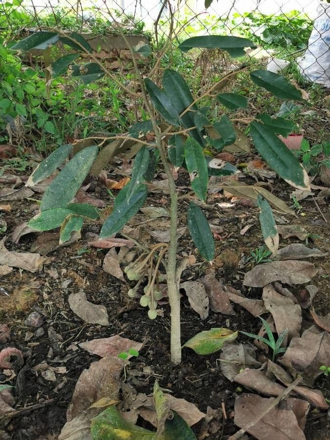Durian 12