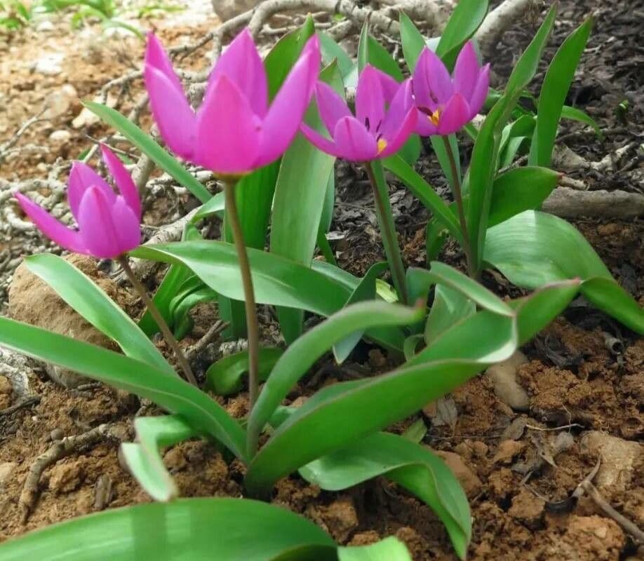 Tulipano 8