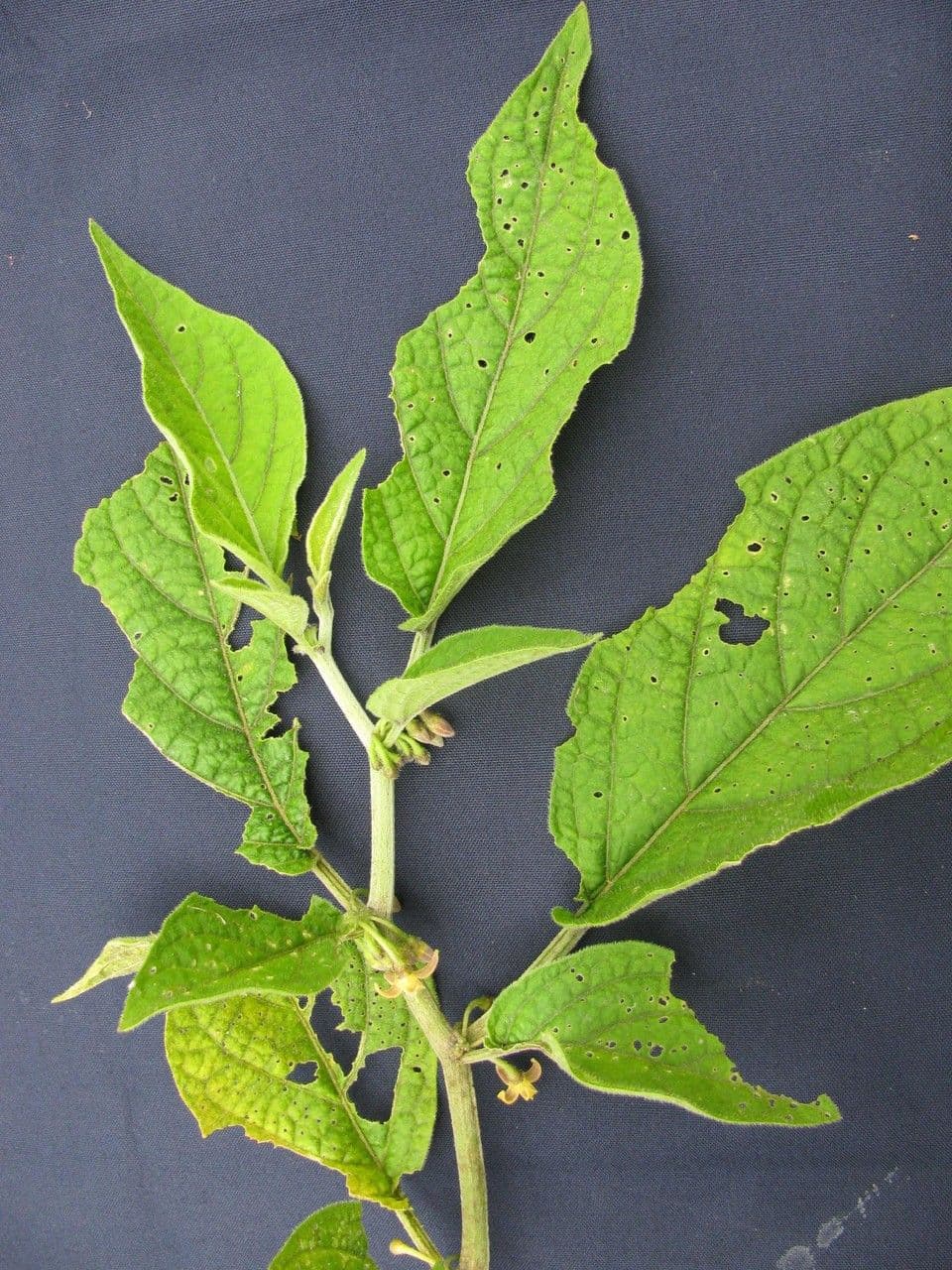 Witheringia 18