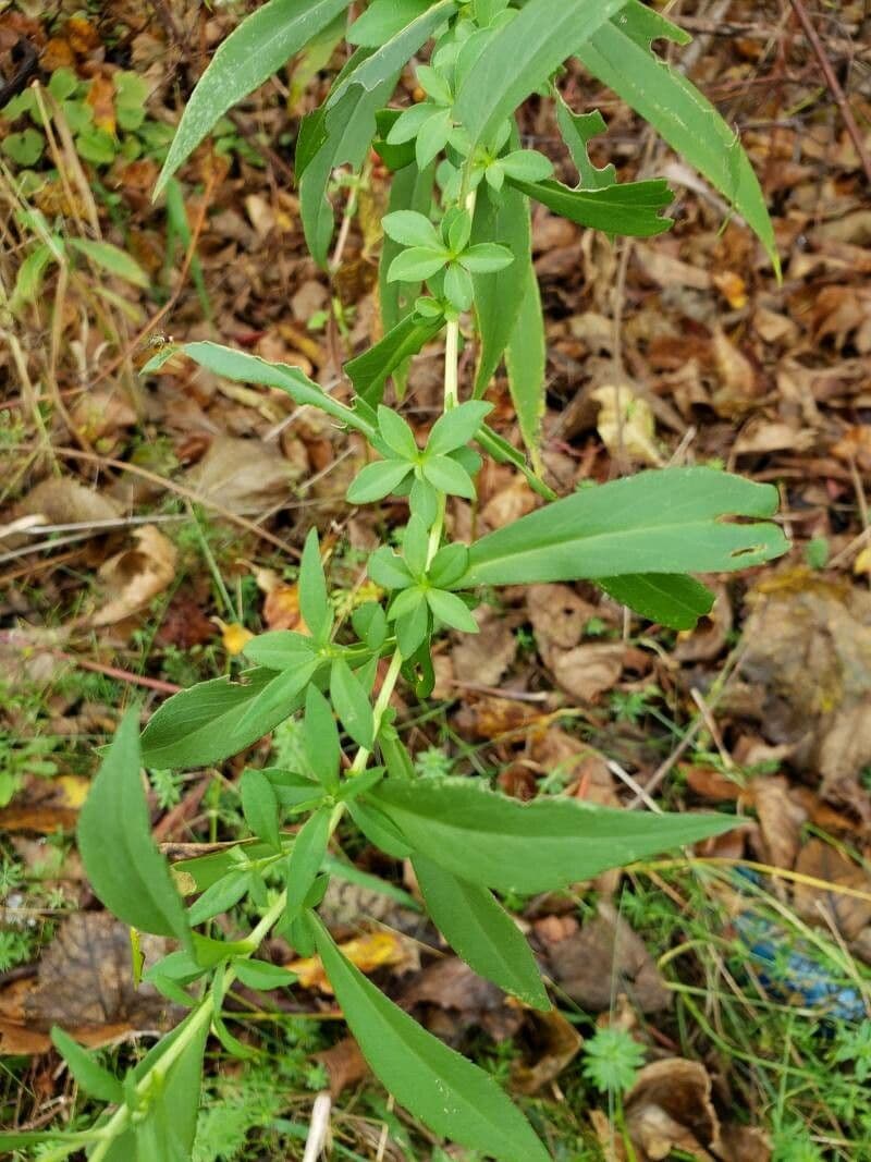 Doellingeria umbellata 15