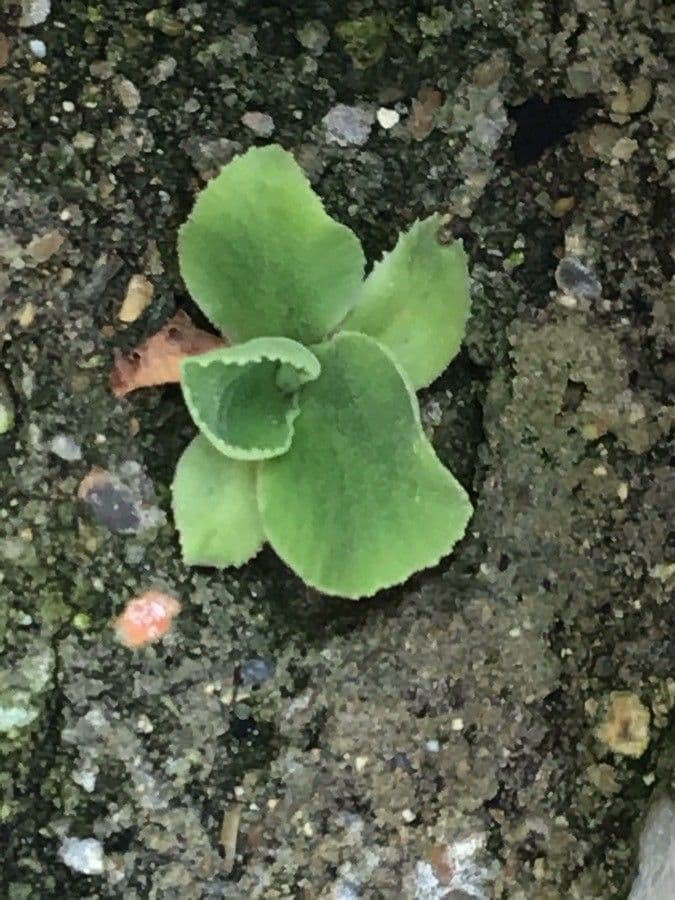 Primula 9