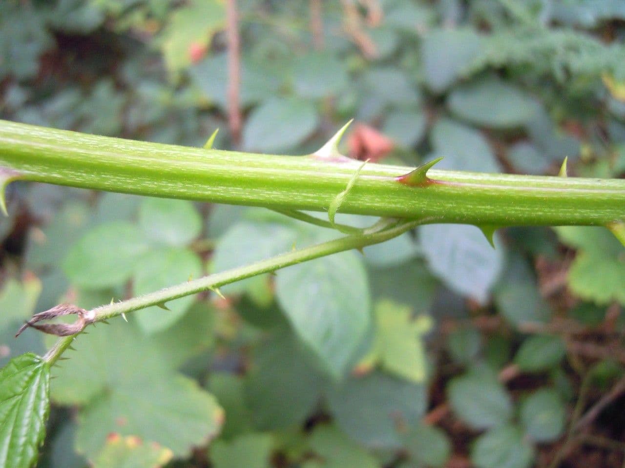 Rovo grato 23