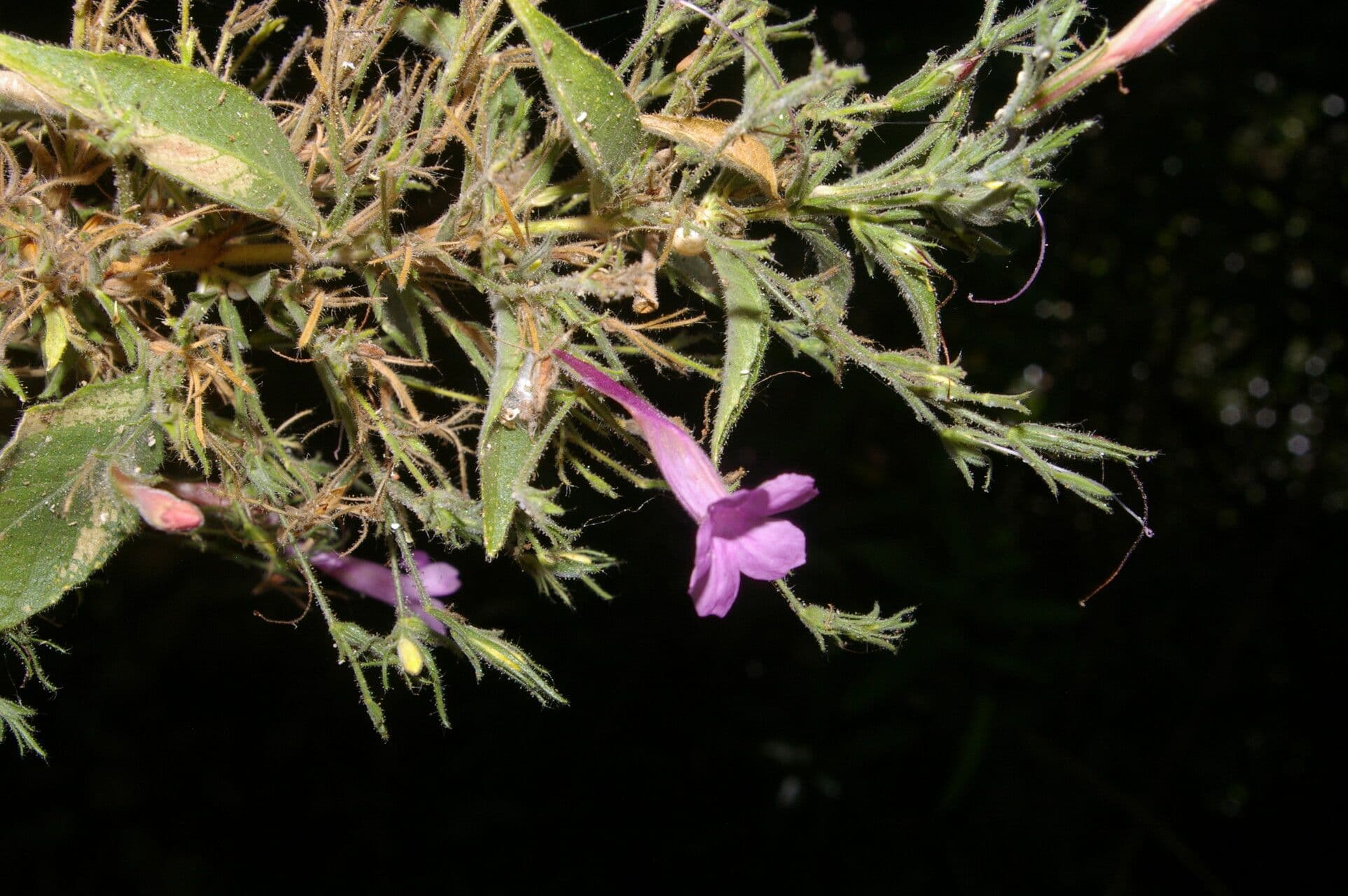 Ruellia 6